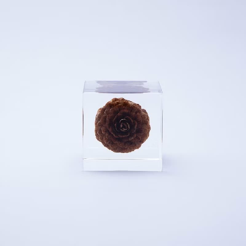Sola cube 落葉松毬果立方塊_反骨精神