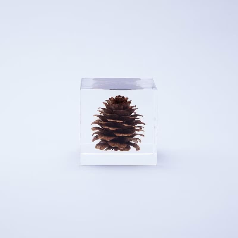Sola cube 落葉松毬果立方塊_反骨精神