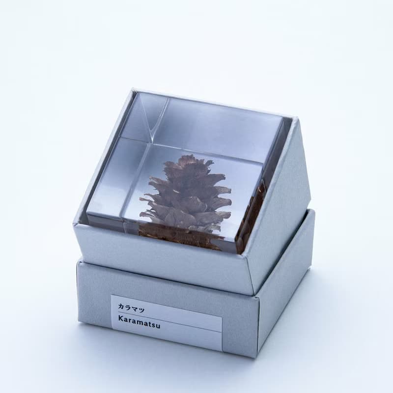 Sola cube 落葉松毬果立方塊_反骨精神