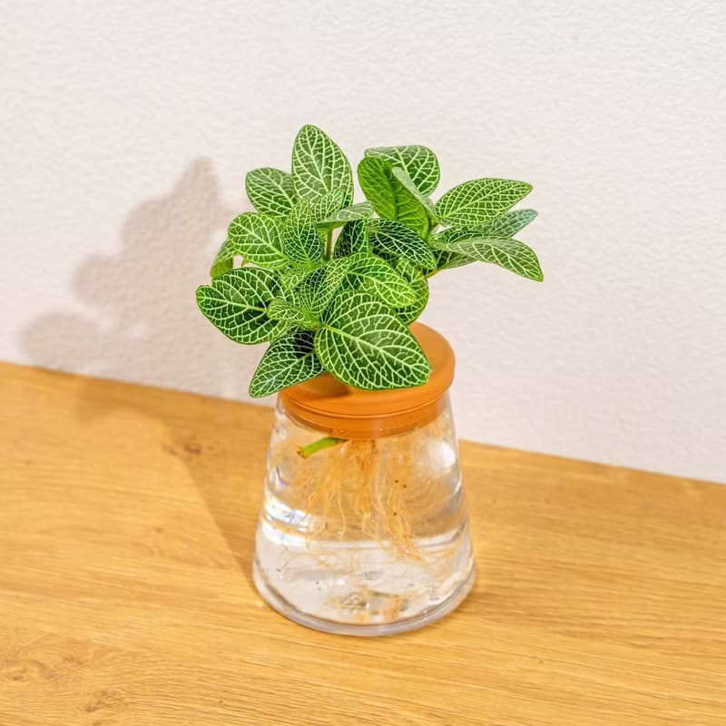 檸檬網紋草 三角水耕盆栽 室內植物 觀葉植物 禮物 水培