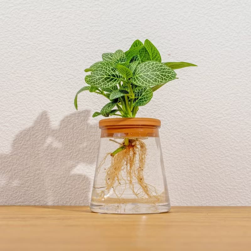 檸檬網紋草 三角水耕盆栽 室內植物 觀葉植物 禮物 水培