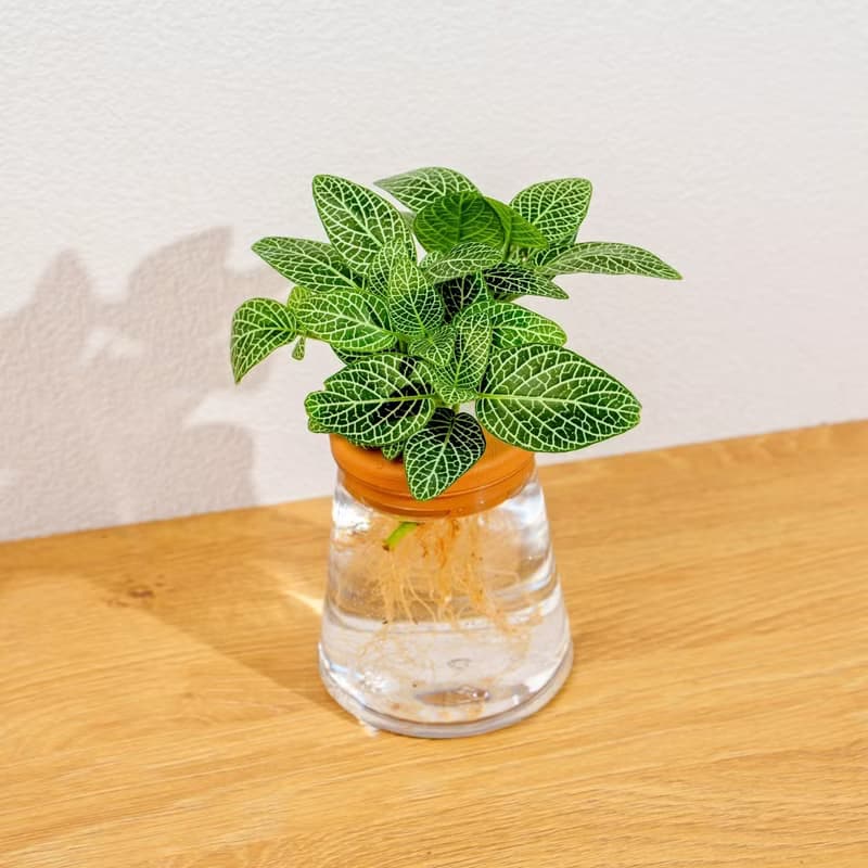 檸檬網紋草 三角水耕盆栽 室內植物 觀葉植物 禮物 水培