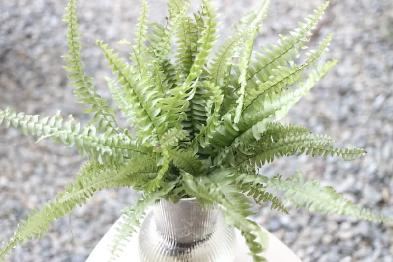 水培植栽│波士頓腎蕨_室內植物 透明條紋玻璃