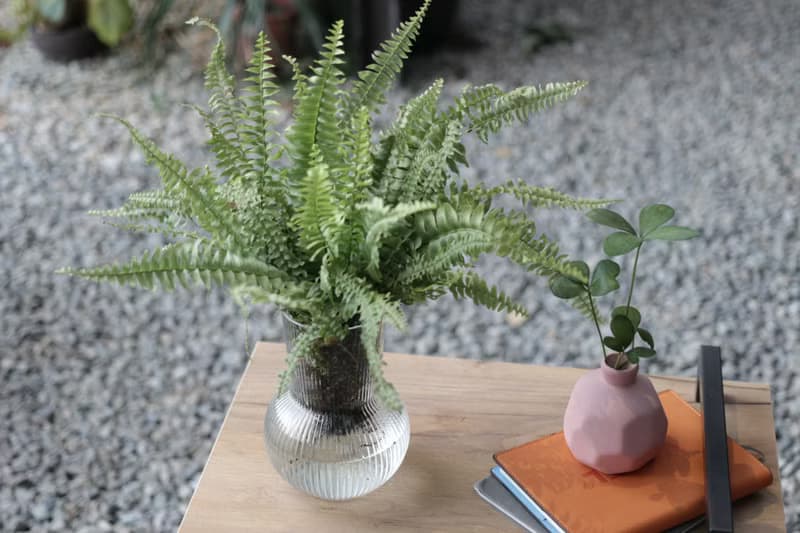 水培植栽│波士頓腎蕨_室內植物 透明條紋玻璃