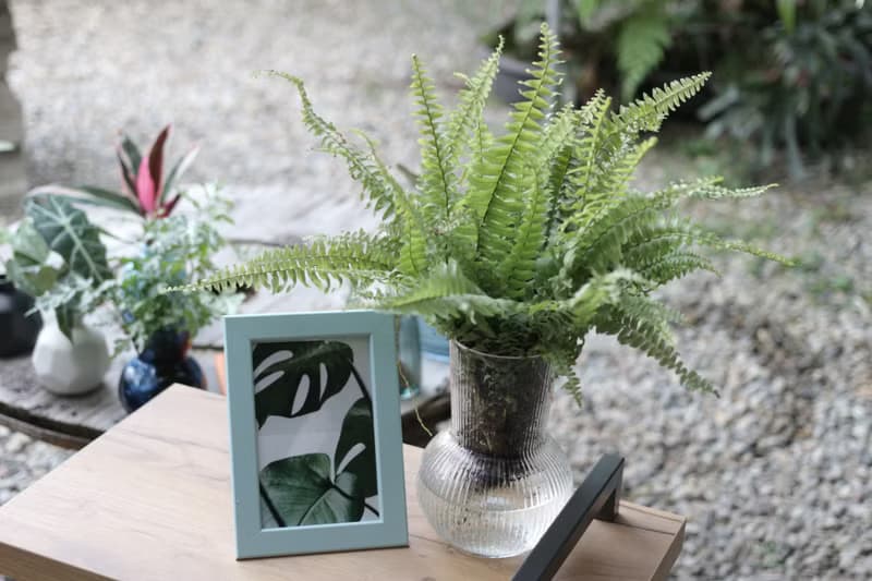 水培植栽│波士頓腎蕨_室內植物 透明條紋玻璃
