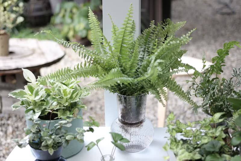 水培植栽│波士頓腎蕨_室內植物 透明條紋玻璃