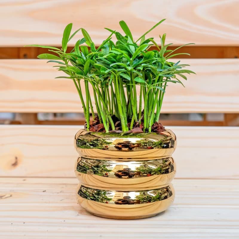 竹柏金色凸圆形盆器  室內植物 觀葉植物  禮物 辦公室小物
