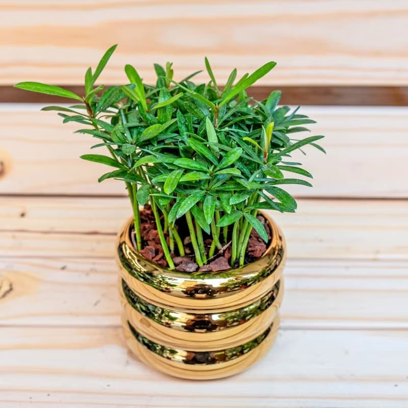 竹柏金色凸圆形盆器  室內植物 觀葉植物  禮物 辦公室小物