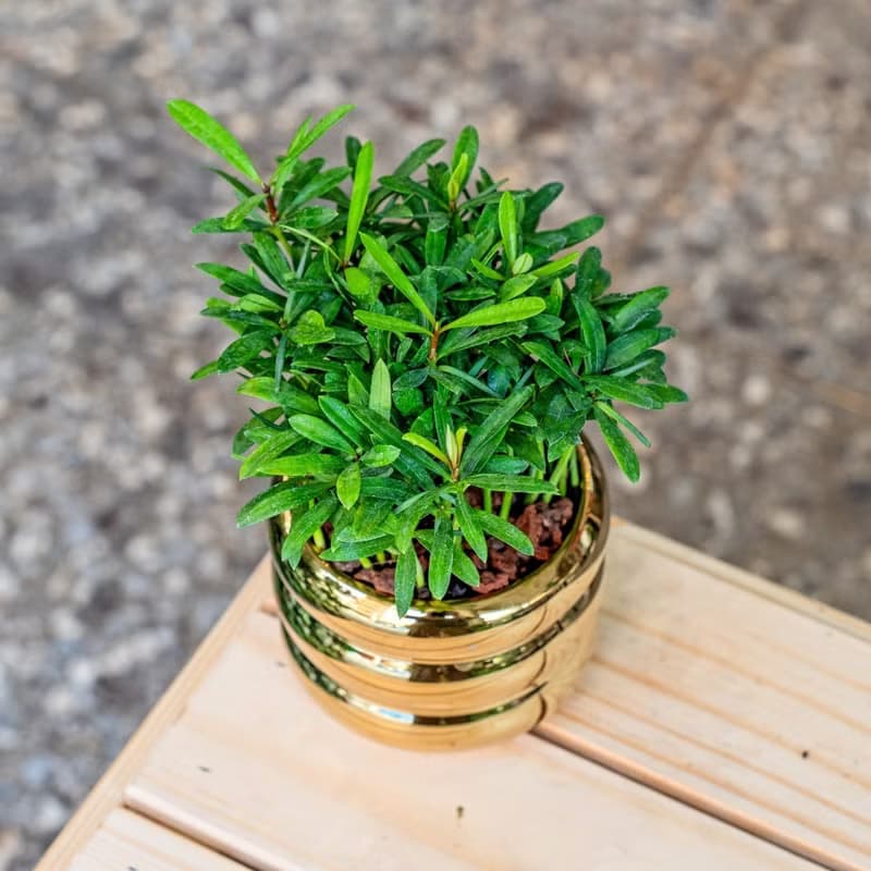 竹柏金色凸圆形盆器  室內植物 觀葉植物  禮物 辦公室小物