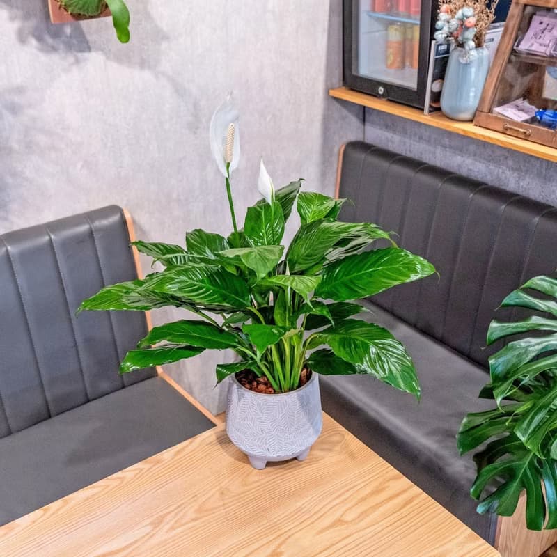 白鶴芋盆栽 7吋水泥盆樹葉紋風格 桌上型室內植物推薦