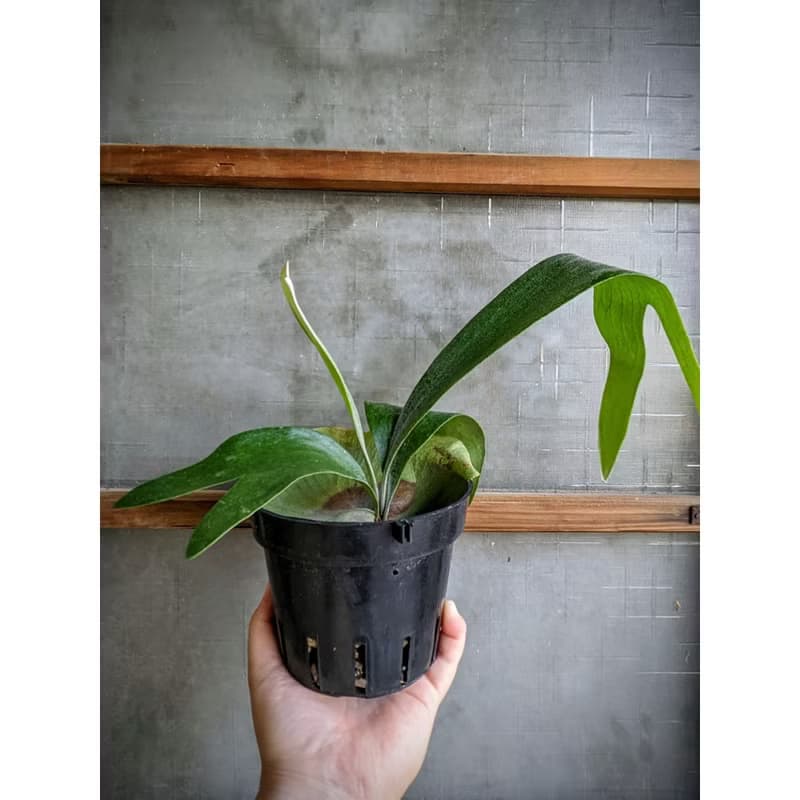 二叉鹿角蕨(普鹿) Platycerium bifurcatum (Cav.) C. Chr.