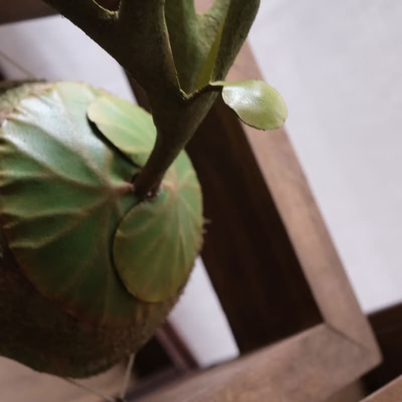 P. ridleyi 亞洲猴腦 鹿角蕨 皮革工藝 (小)