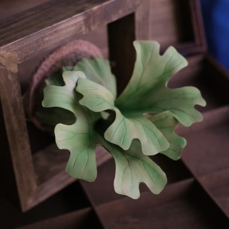 P. ridleyi 亞洲猴腦 鹿角蕨 皮革工藝 (小)