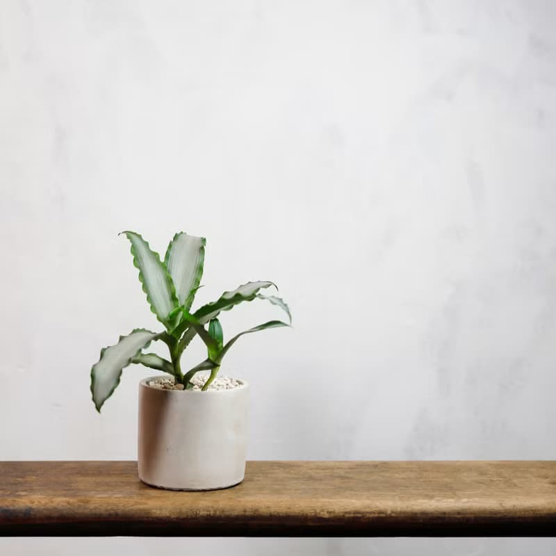 【室內盆栽】水仙竹盆栽 觀葉植物 綠化 植栽 盆栽 送禮