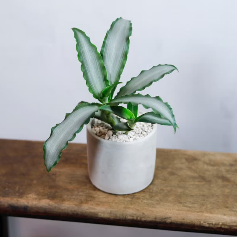 【室內盆栽】水仙竹盆栽 觀葉植物 綠化 植栽 盆栽 送禮