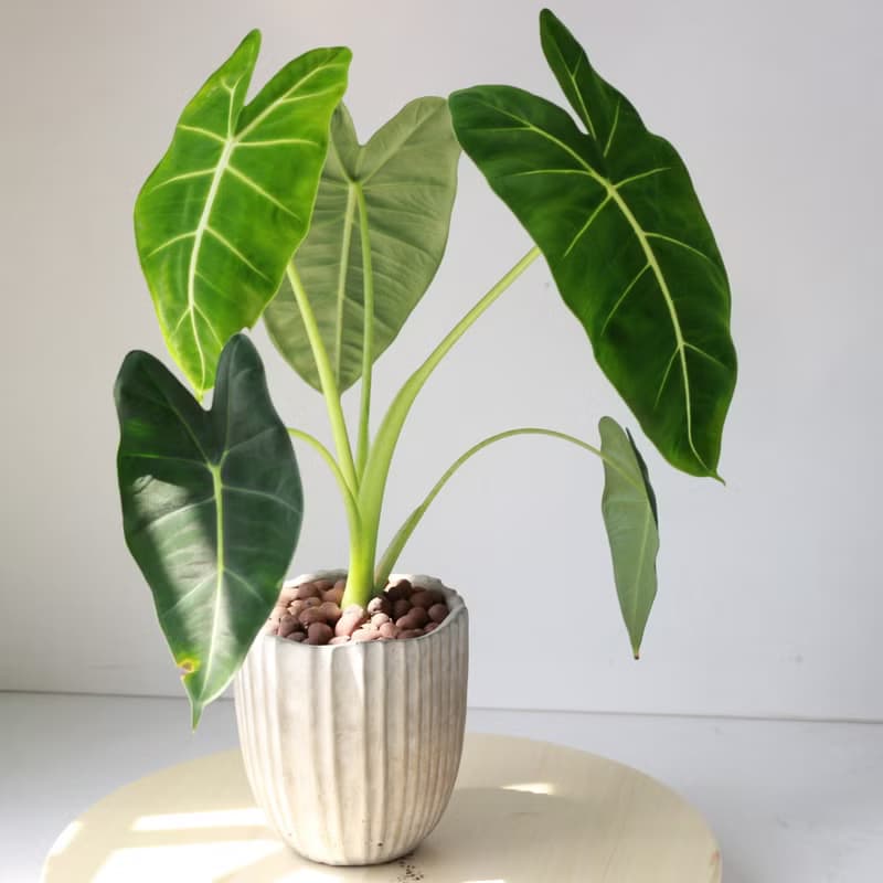 植栽 盆栽 l 絨葉觀音蓮 綠天鵝絨海芋  室內植物 辦公室盆栽