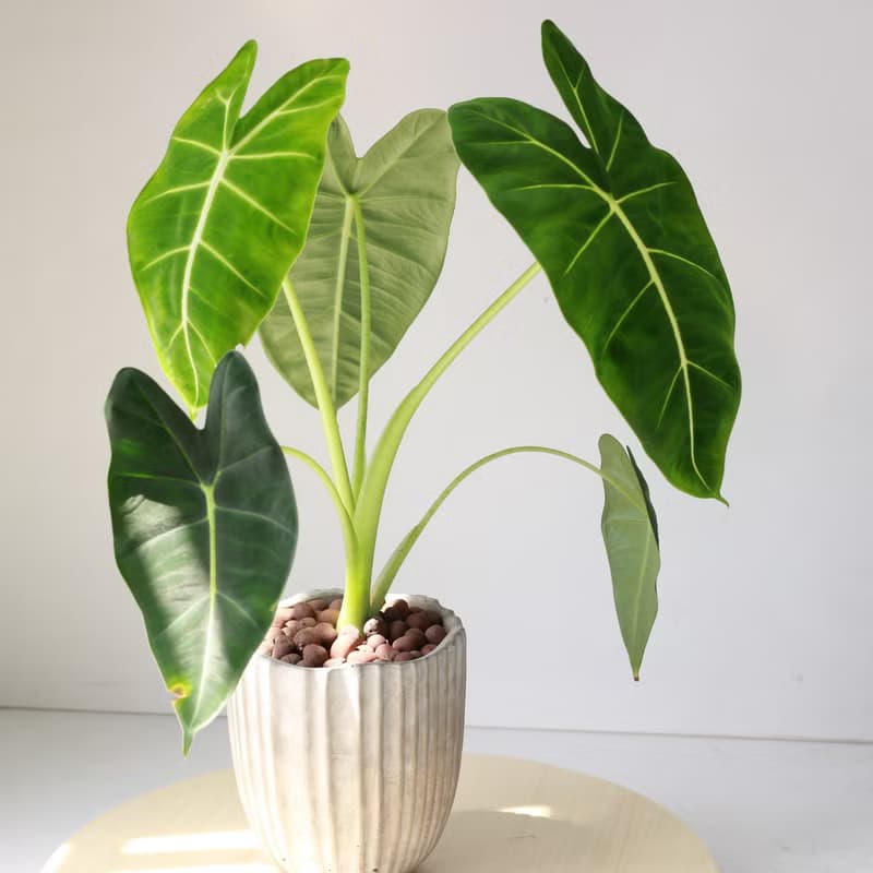 植栽 盆栽 l 絨葉觀音蓮 綠天鵝絨海芋  室內植物 辦公室盆栽