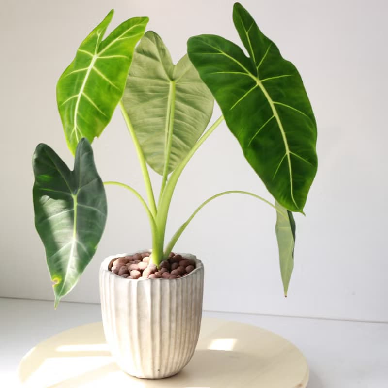 植栽 盆栽 l 絨葉觀音蓮 綠天鵝絨海芋  室內植物 辦公室盆栽