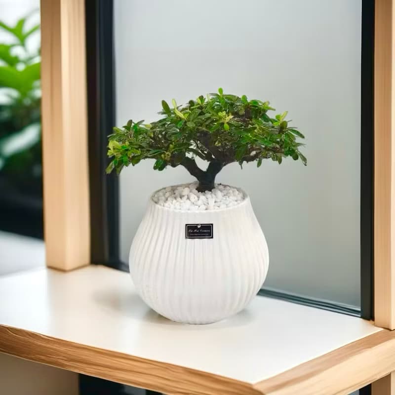 免運【僅此一盆】狀元紅室內盆栽風水招財開幕新居喬遷升官送禮