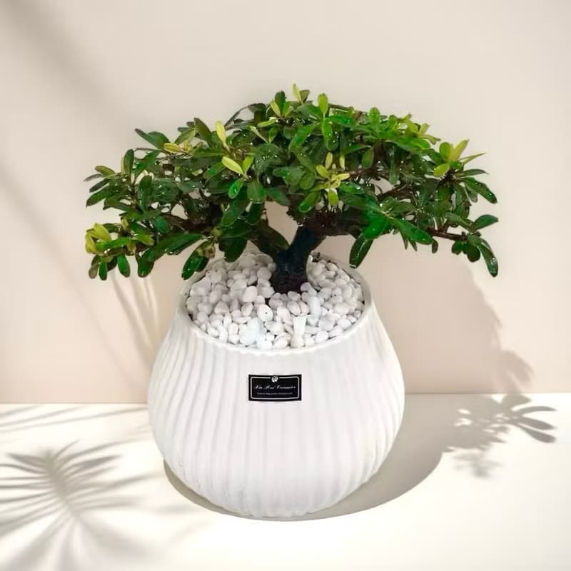 免運【僅此一盆】狀元紅室內盆栽風水招財開幕新居喬遷升官送禮