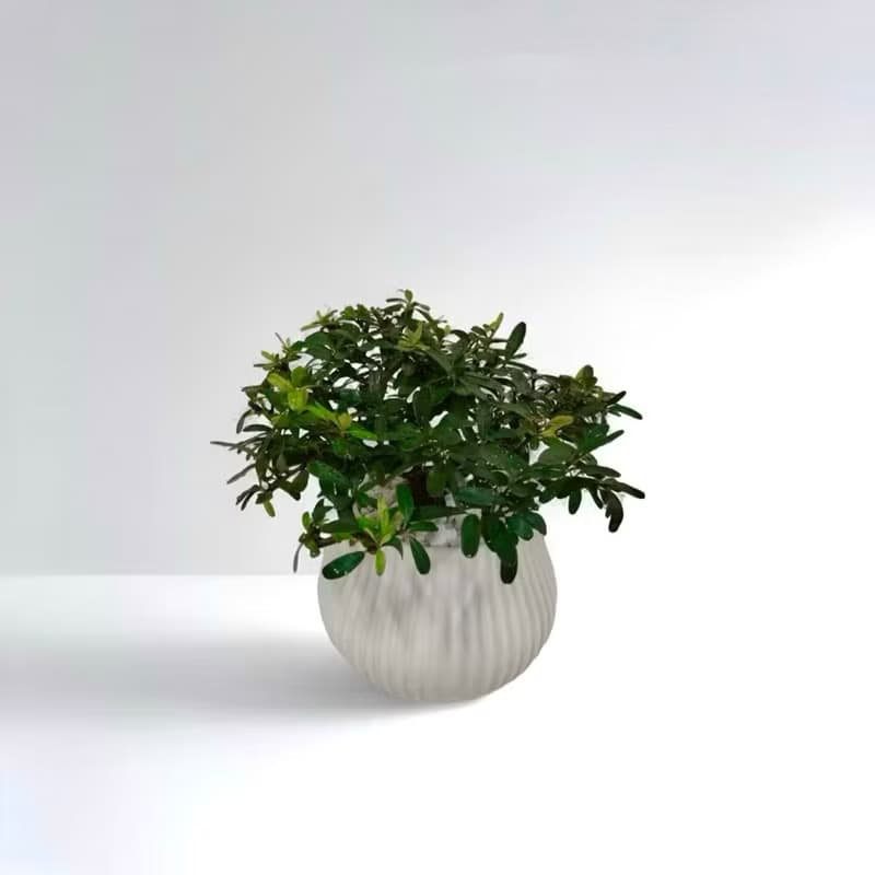 免運【僅此一盆】狀元紅室內盆栽風水招財開幕新居喬遷升官送禮