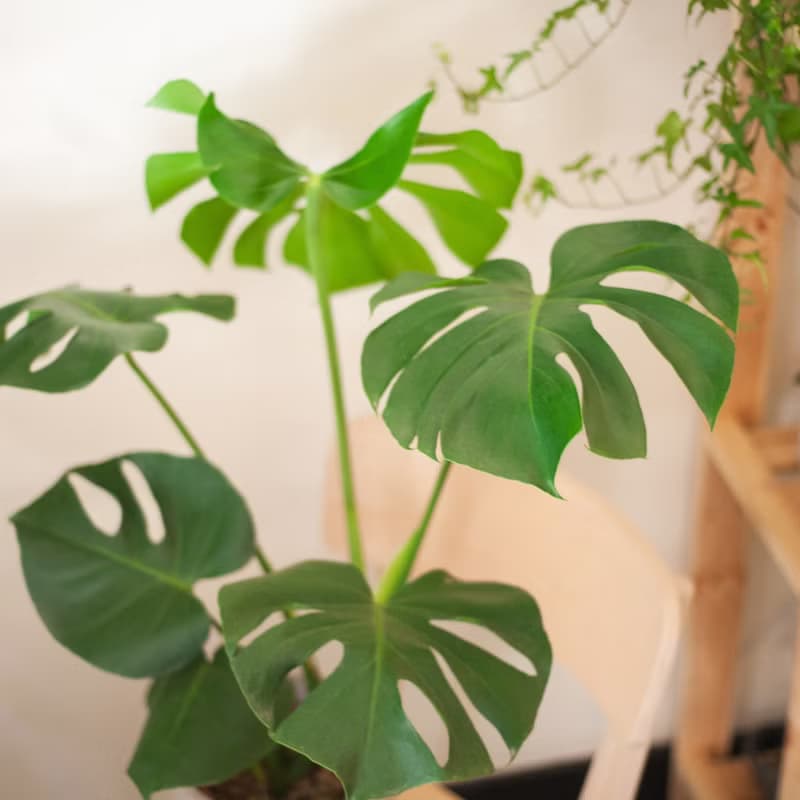 龜背芋 | 中型