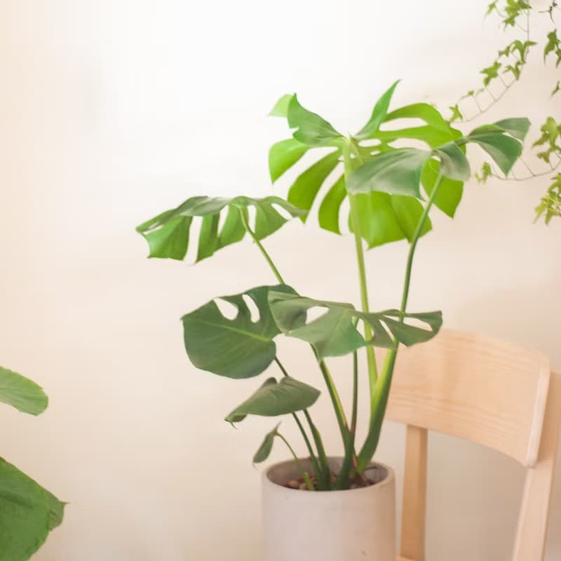 龜背芋 | 中型