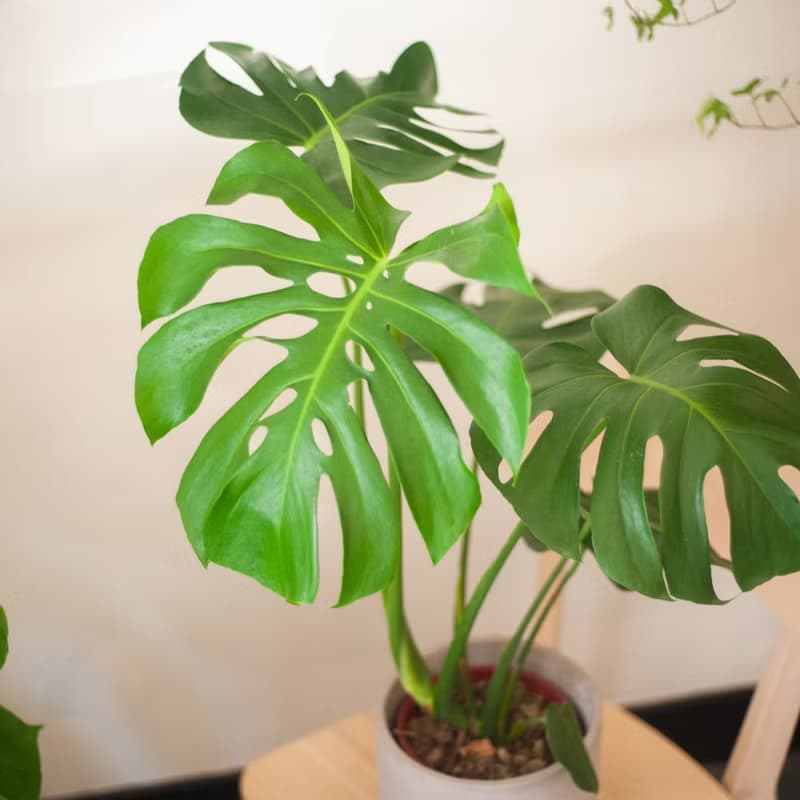 龜背芋 | 中型