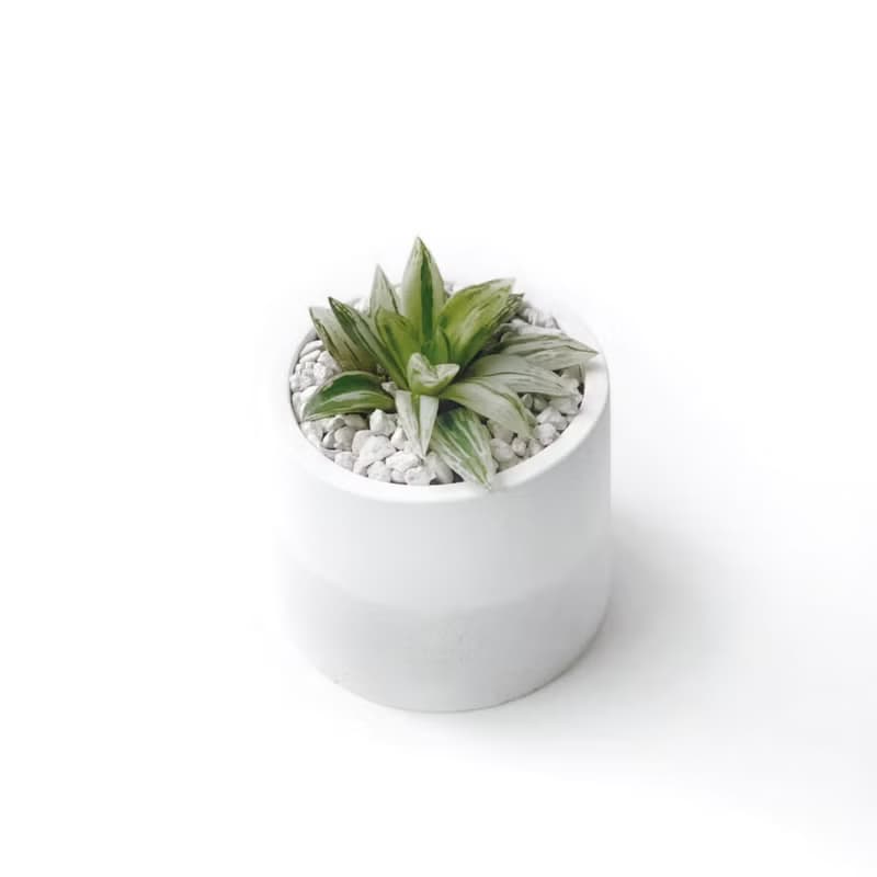 (現貨) 白灰漸層系列 | 寶草錦 圓形雙色水泥多肉植栽