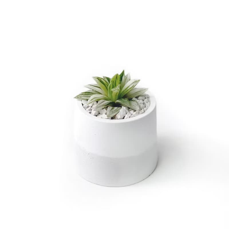 (現貨) 白灰漸層系列 | 寶草錦 圓形雙色水泥多肉植栽