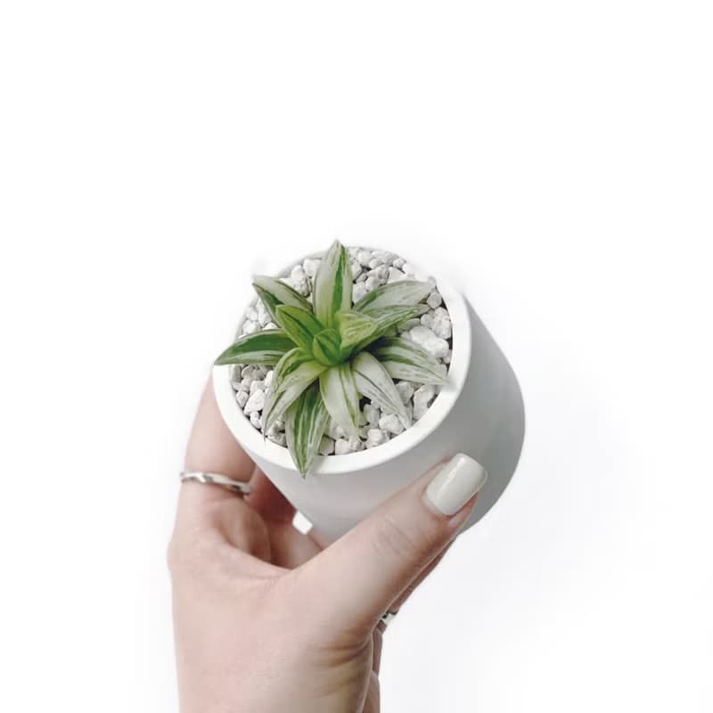 (現貨) 白灰漸層系列 | 寶草錦 圓形雙色水泥多肉植栽