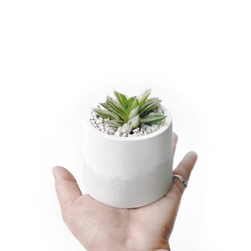 (現貨) 白灰漸層系列 | 寶草錦 圓形雙色水泥多肉植栽