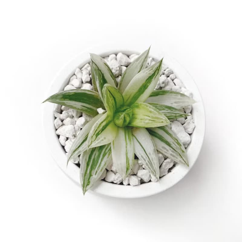 (現貨) 白灰漸層系列 | 寶草錦 圓形雙色水泥多肉植栽