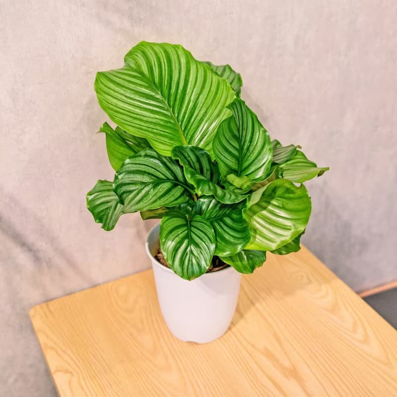 青蘋果竹芋 日式塑陶盆 室內植物 觀葉植物 禮物 盆栽 辦公室小物