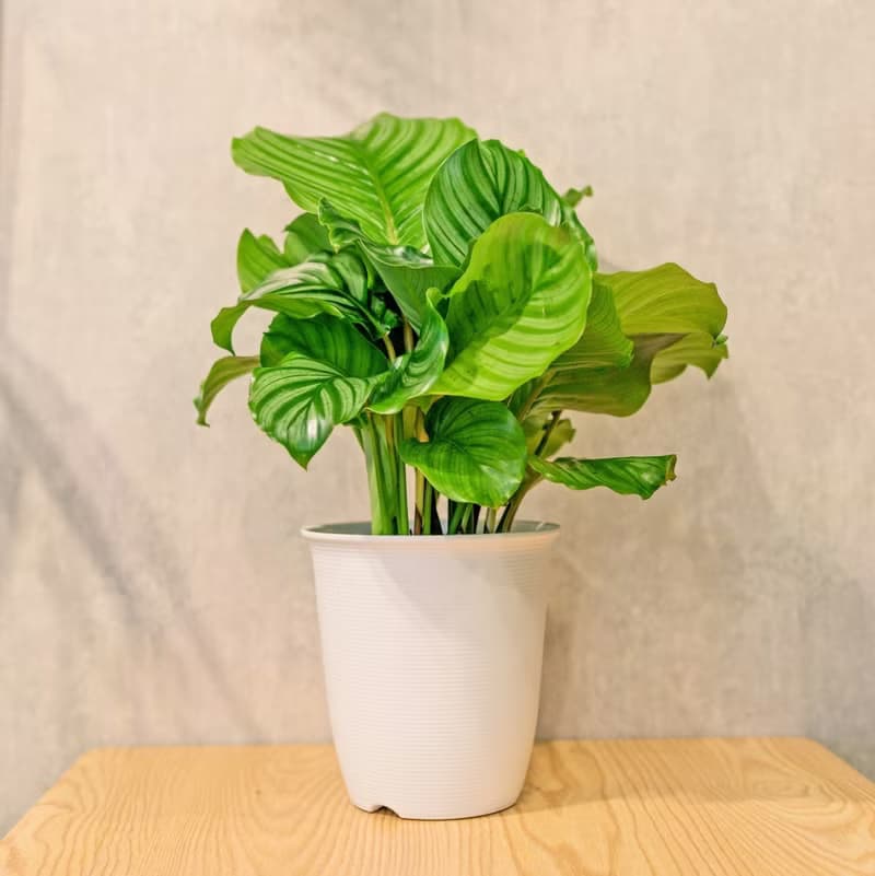 青蘋果竹芋 日式塑陶盆 室內植物 觀葉植物 禮物 盆栽 辦公室小物