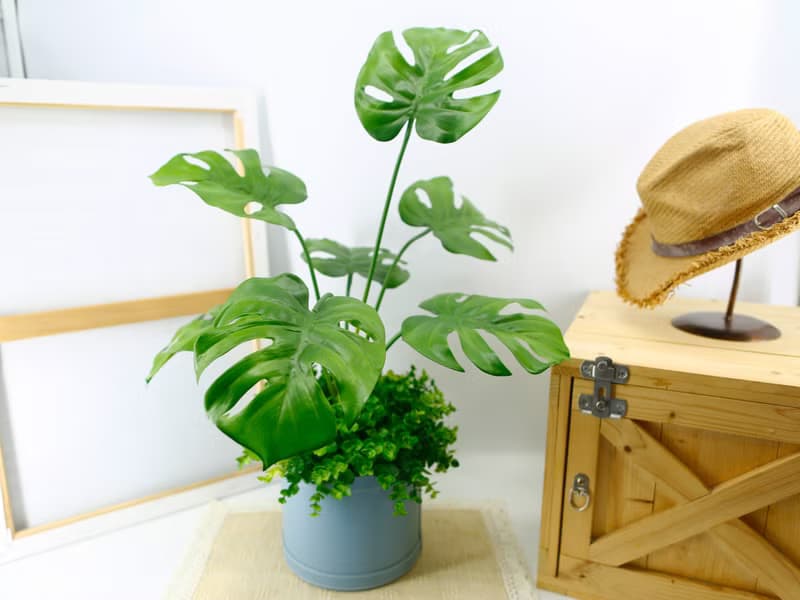 龜背芋皮革籃植栽 / 電信葉 / 擬真植物 / 禮物 / 永不凋零