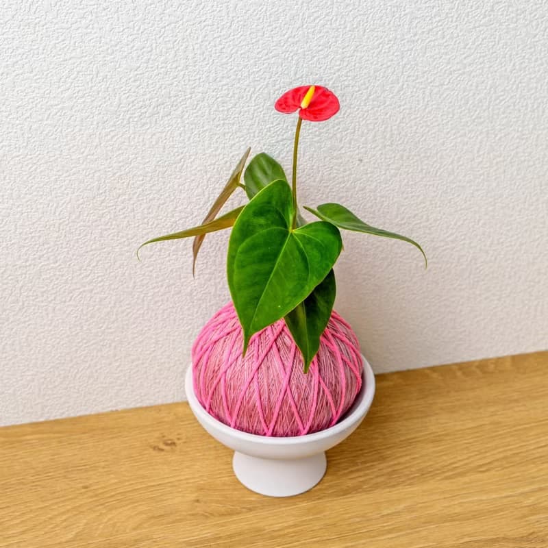 苔球植物 紅火鶴粉色苔球加磨砂高腳缽 苔球 苔玉 禮物