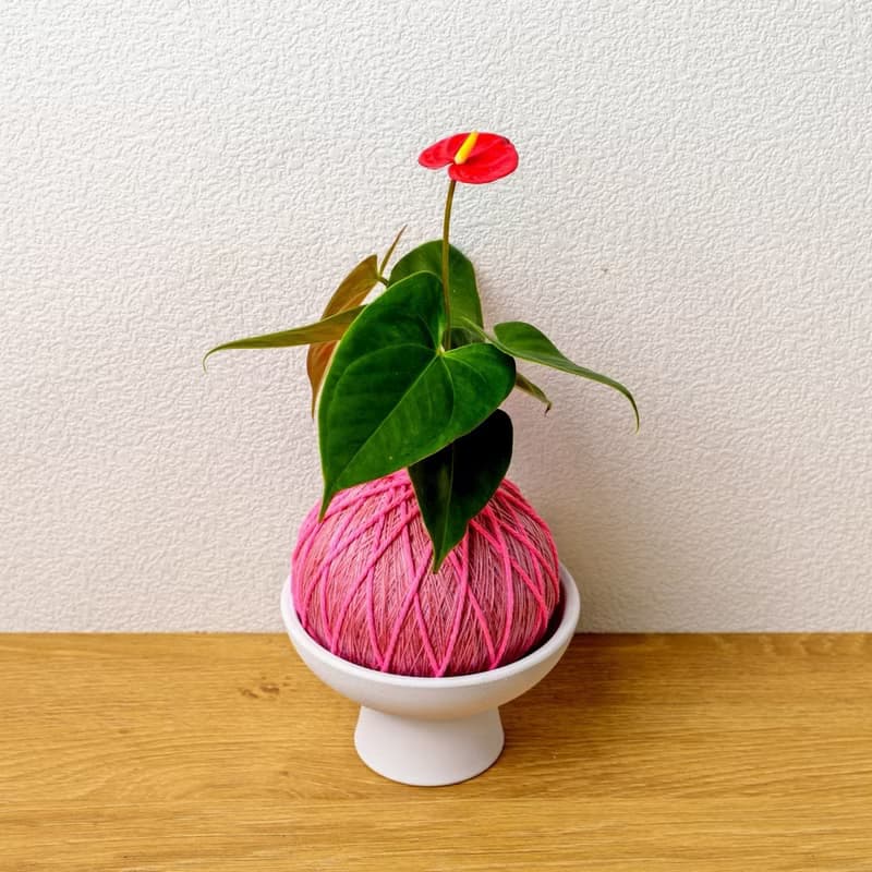 苔球植物 紅火鶴粉色苔球加磨砂高腳缽 苔球 苔玉 禮物
