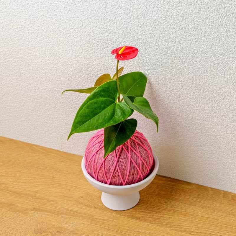 苔球植物 紅火鶴粉色苔球加磨砂高腳缽 苔球 苔玉 禮物