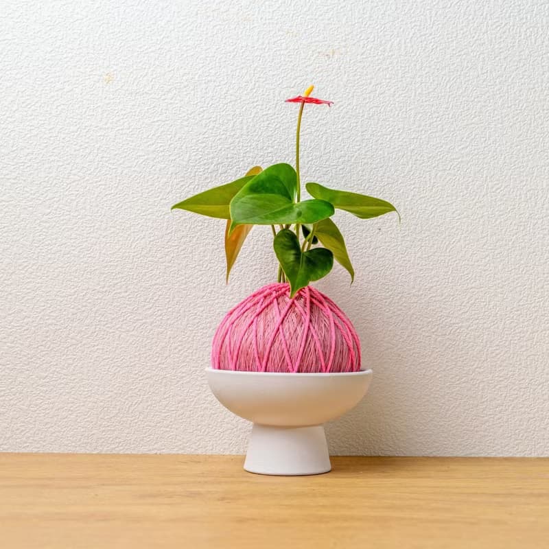 苔球植物 紅火鶴粉色苔球加磨砂高腳缽 苔球 苔玉 禮物