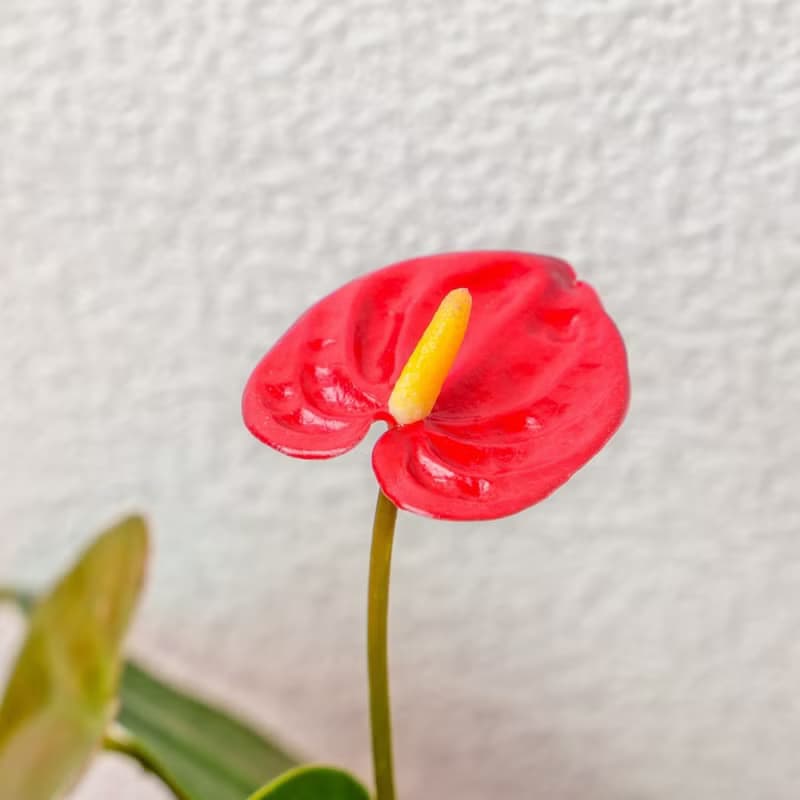 苔球植物 紅火鶴粉色苔球加磨砂高腳缽 苔球 苔玉 禮物