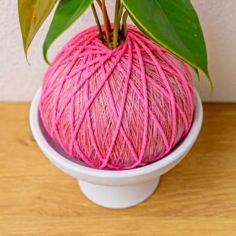 苔球植物 紅火鶴粉色苔球加磨砂高腳缽 苔球 苔玉 禮物