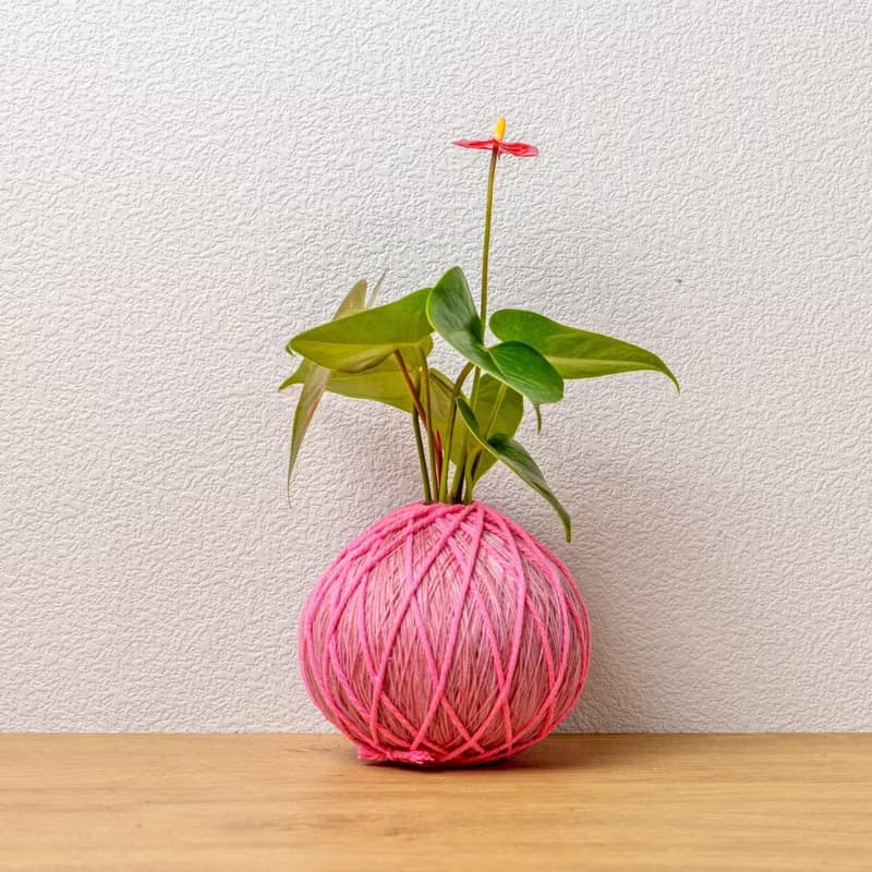 苔球植物 紅火鶴粉色苔球加磨砂高腳缽 苔球 苔玉 禮物