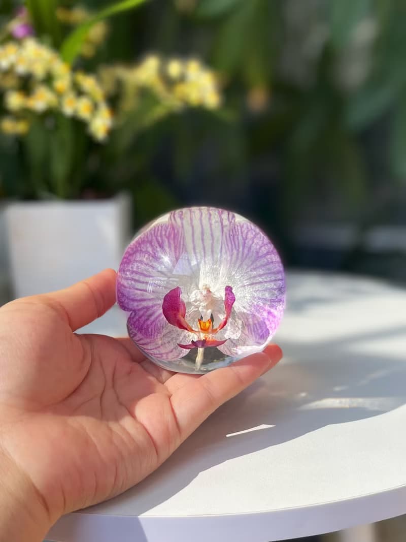 粉色蝴蝶蘭真花標本擺件 植物禮物