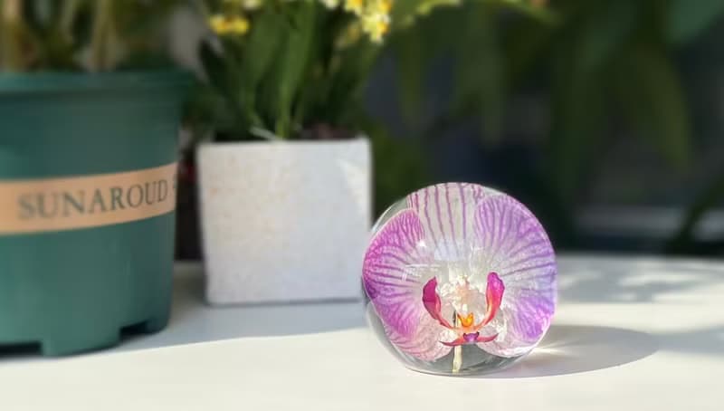 粉色蝴蝶蘭真花標本擺件 植物禮物
