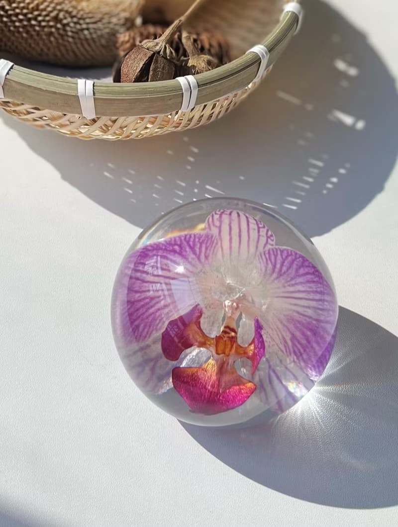 粉色蝴蝶蘭真花標本擺件 植物禮物