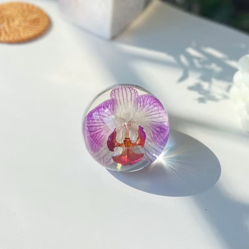 粉色蝴蝶蘭真花標本擺件 植物禮物
