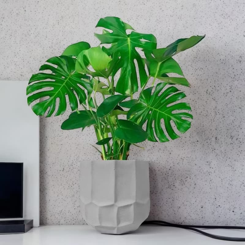 龜背芋 雲岩水泥盆栽 落地盆栽 大盆栽 開幕送禮 喬遷禮物 植栽