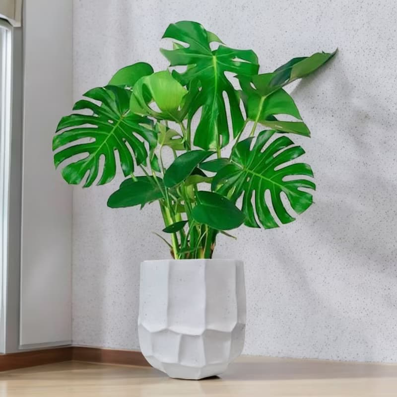 龜背芋 雲岩水泥盆栽 落地盆栽 大盆栽 開幕送禮 喬遷禮物 植栽