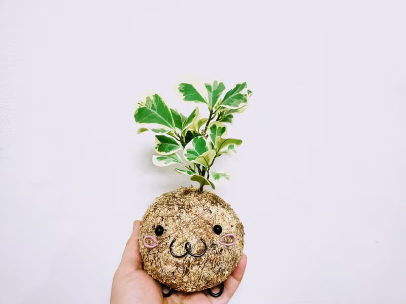 創意苔球│斑葉三角榕│陽台植物│喜光植物│觀葉植物